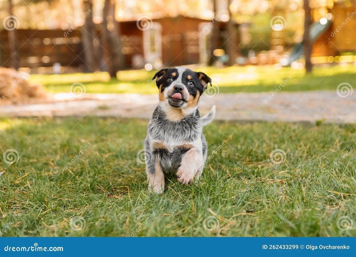 Australian Cattle Dog (Blue Heeler) Overview And Facts