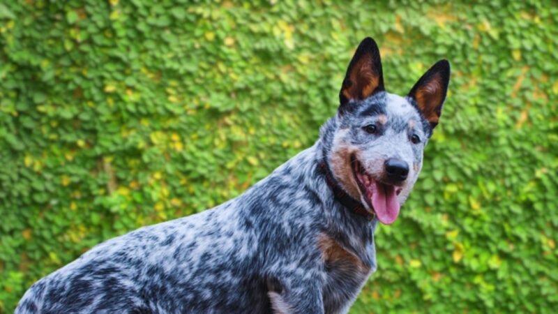 Blueys Specific Breed Characteristics of the Australian Cattle Dog