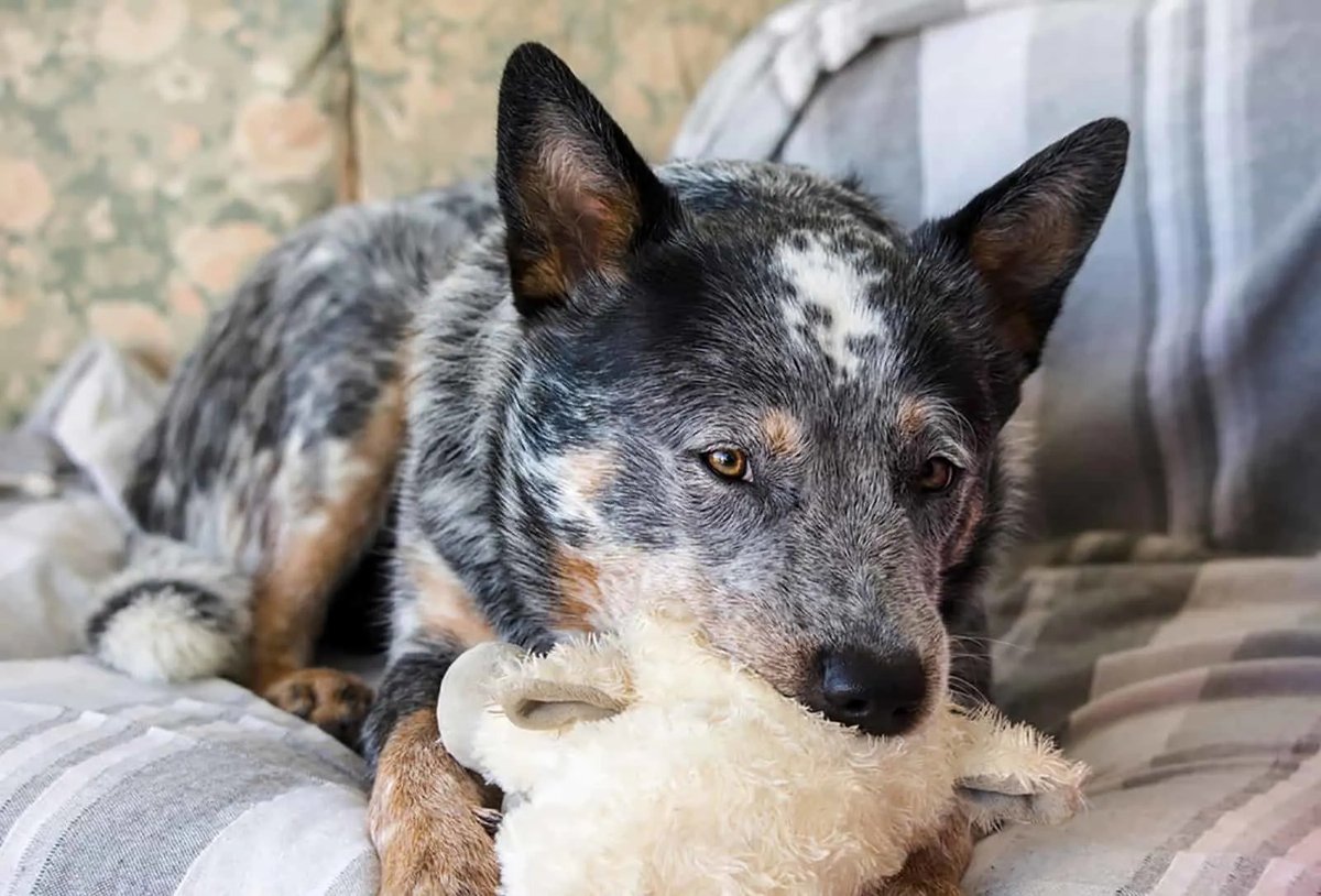 Real-Life Blue Heelers vs. Blueys Depiction How Accurate Is It?