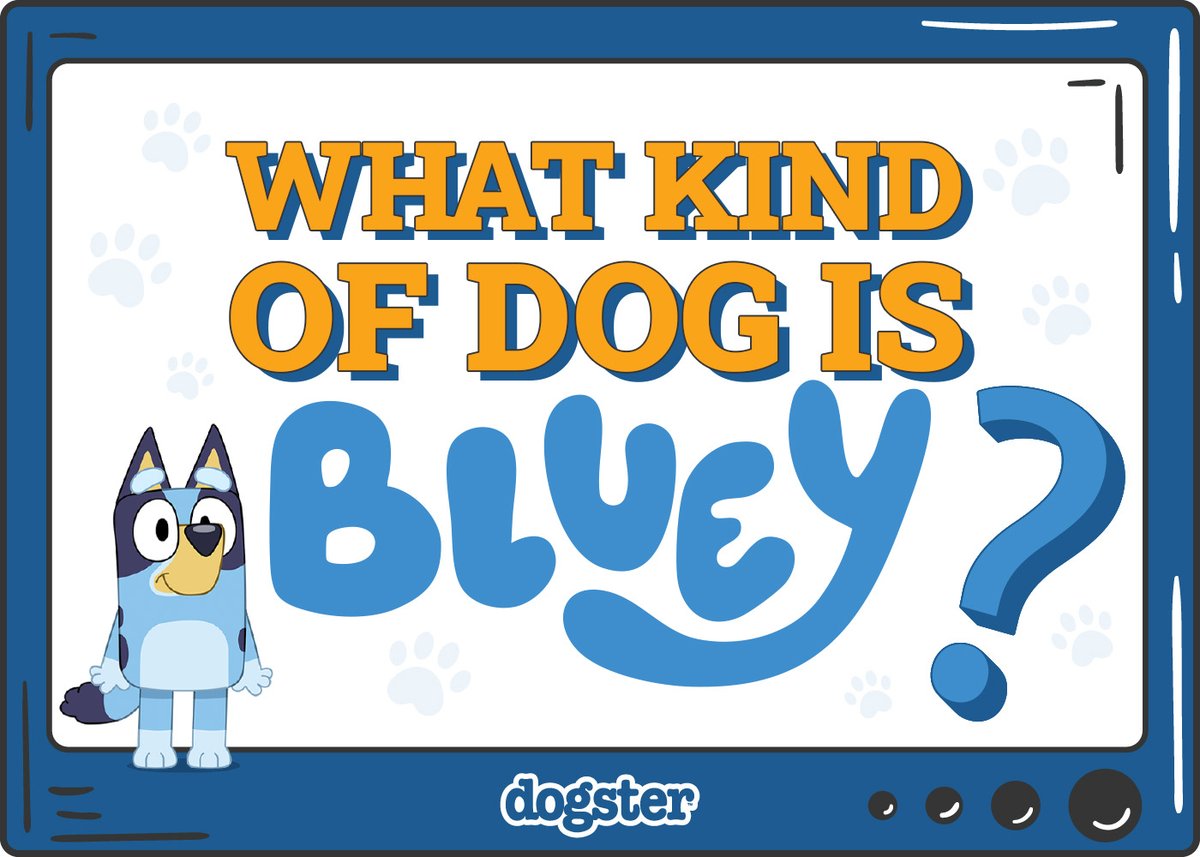 What Kind of Dog Is Bluey the Australian Cattle Dog?